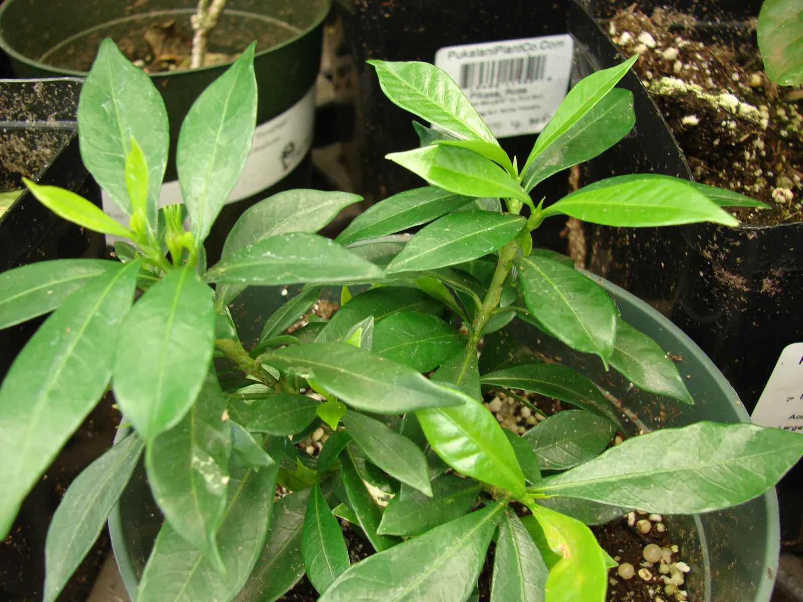 August Beauty Gardenia (Gardenia 'August Beauty') — dark green foliage and highly fragrant