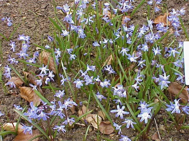Glory Of The Snow (Chionodoxa Forbesii) — or planted en masse for a dramatic effect; is an early spring bloomer renowned for its vibrant blue, image 132