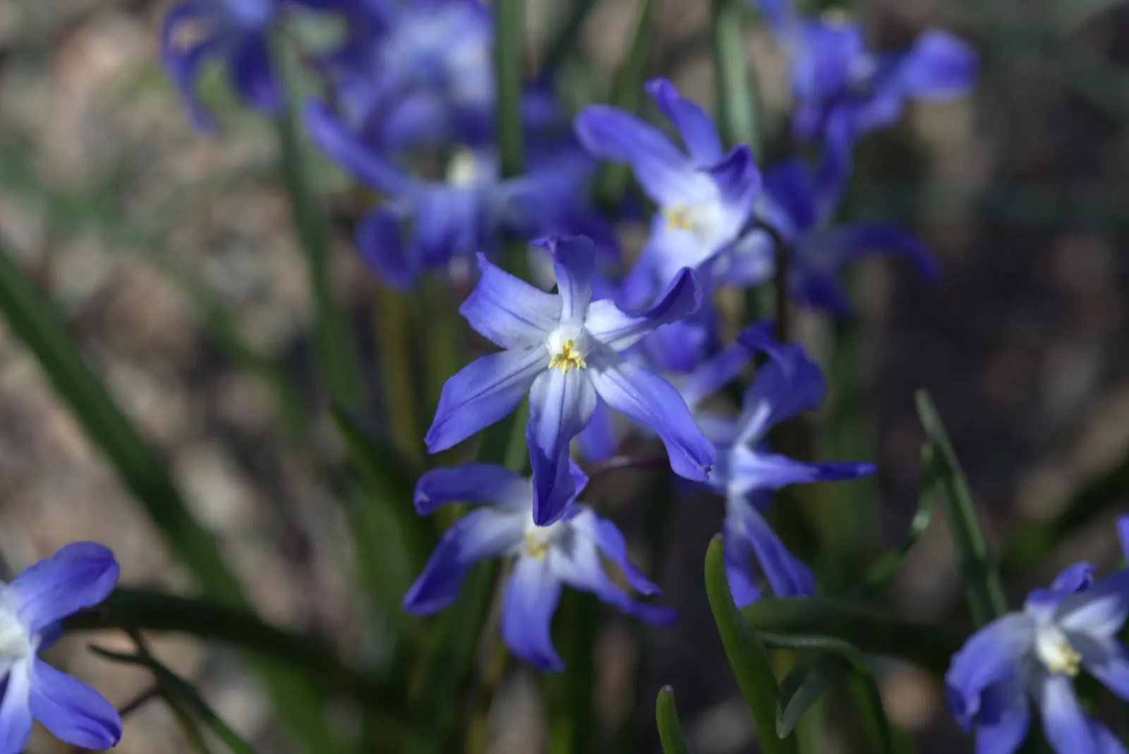 Glory Of The Snow (Chionodoxa Forbesii) — making it well-suited for rock gardens; or planted en masse for a dramatic effect, image 62