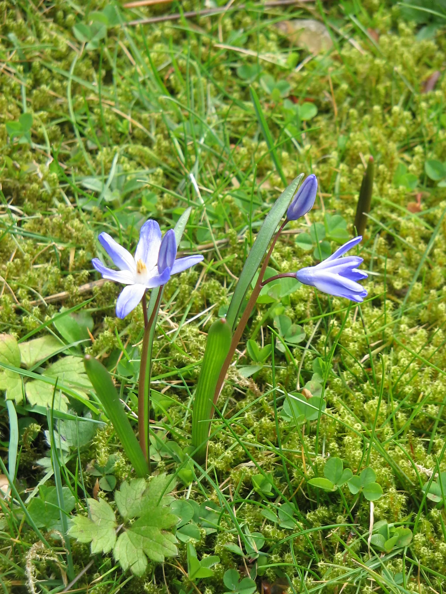 Glory Of The Snow (Chionodoxa Forbesii) — star-shaped flowers with a striking central white eye; thrives in well-drained soil with moderate moisture