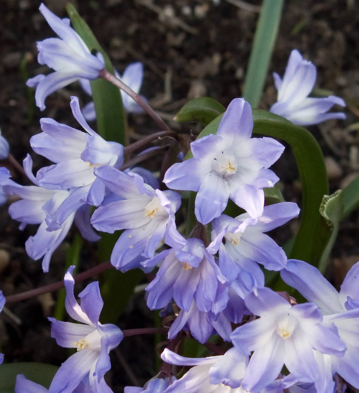Glory Of The Snow (Chionodoxa Forbesii) — or planted en masse for a dramatic effect; is an early spring bloomer renowned for its vibrant blue, image 109