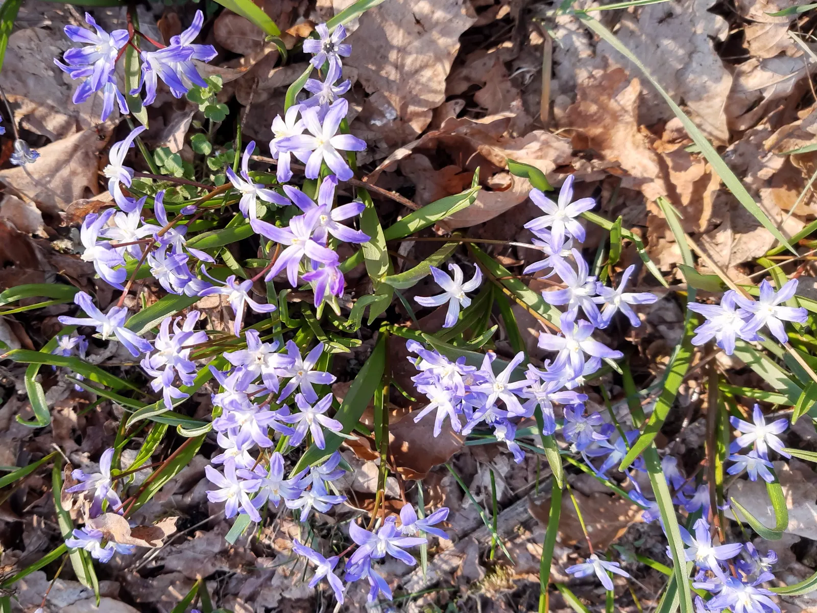 Glory Of The Snow (Chionodoxa Forbesii) — Each bulb sends up multiple flower stalks