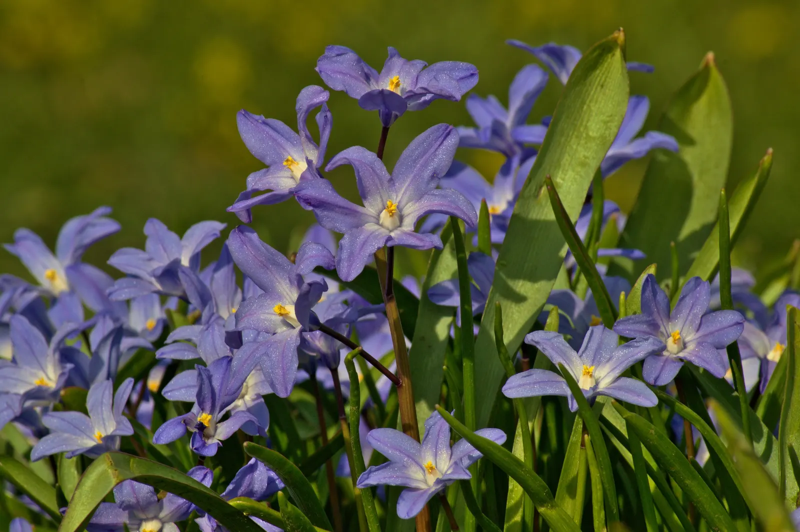 Glory Of The Snow (Chionodoxa Forbesii) — bulb for full or half; which makes them a hassle-free choice for many gardeners, image 92