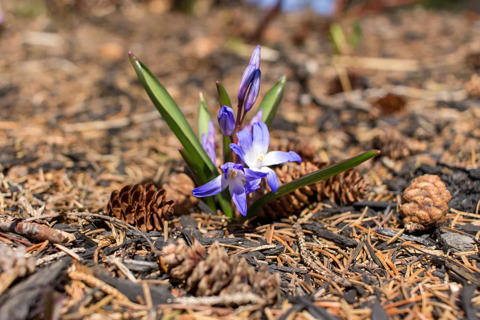 Glory Of The Snow (Chionodoxa Forbesii) — but they are also resistant to deer and other wildlife