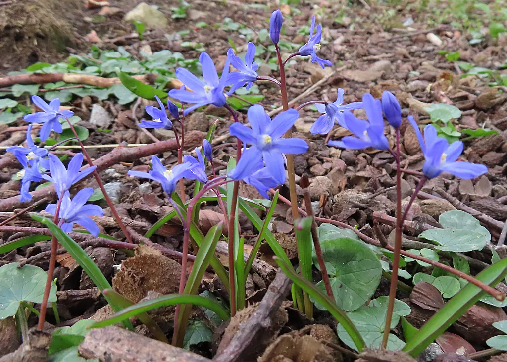 Glory Of The Snow (Chionodoxa Forbesii) — The flowers typically appear in shades of vivid blue, but can also be found in hues of pink or white, image 56