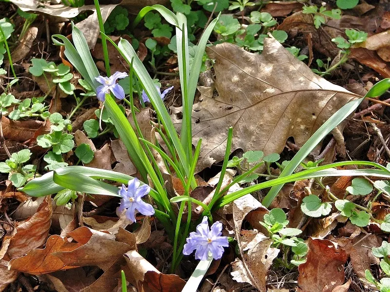 Glory Of The Snow (Chionodoxa Forbesii) — is an early spring bloomer renowned for its vibrant blue; thriving in USDA zones 3-8, it prefers, image 93