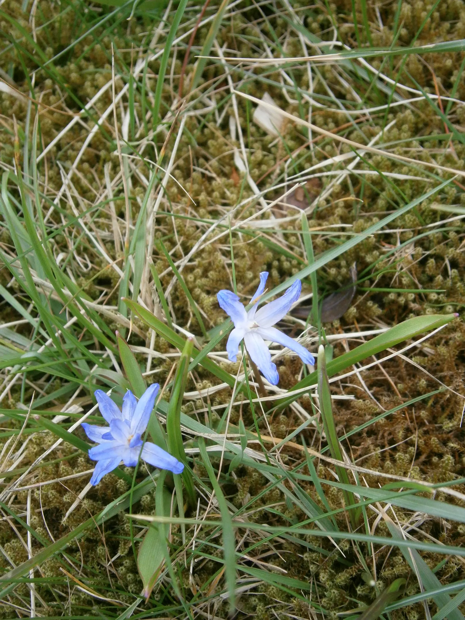 Glory Of The Snow (Chionodoxa Forbesii) — making it well-suited for rock gardens; or planted en masse for a dramatic effect, image 108