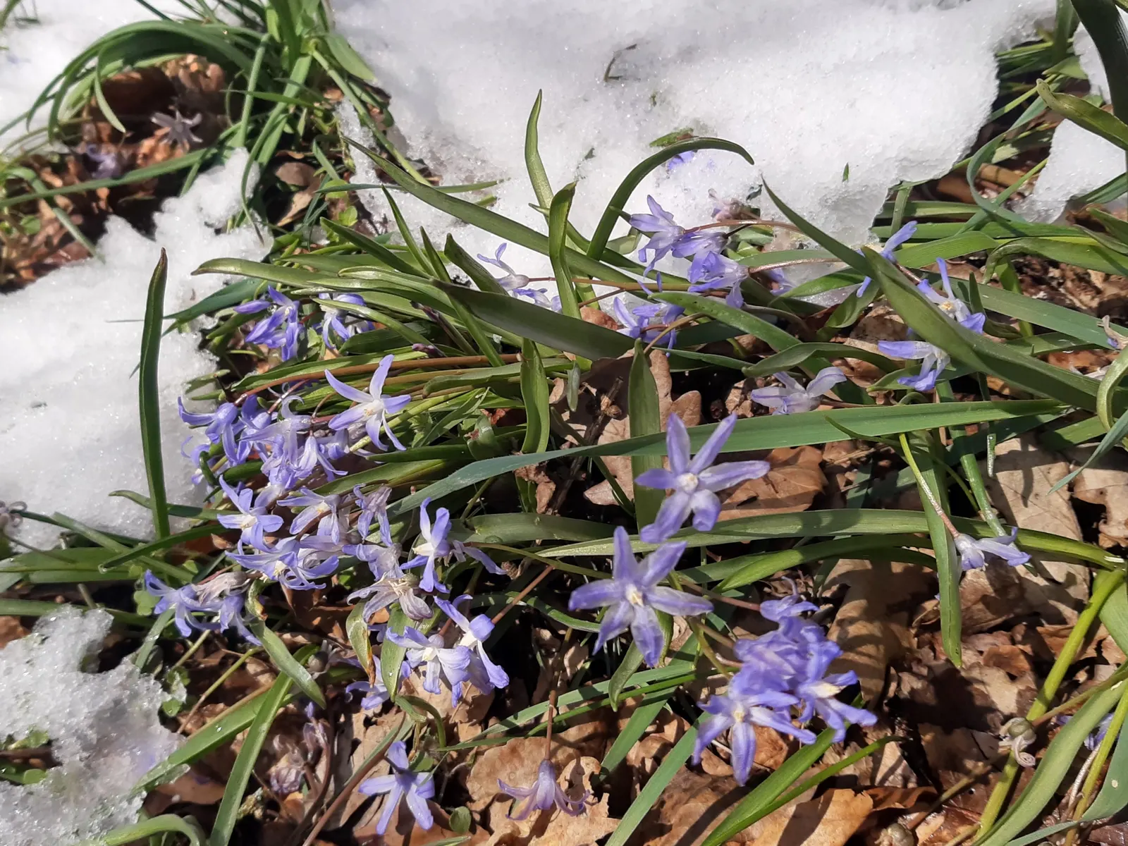 Glory Of The Snow (Chionodoxa Forbesii) — which makes them a hassle-free choice for many gardeners; bulb with blue blooms