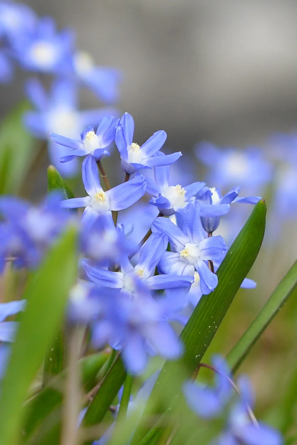 Glory Of The Snow (Chionodoxa Forbesii) — providing a dense carpet of color.<br><br>This low-maintenance species; but they are also resistant to, image 105