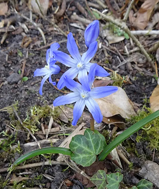Glory Of The Snow (Chionodoxa Forbesii) — bulb for full or half
