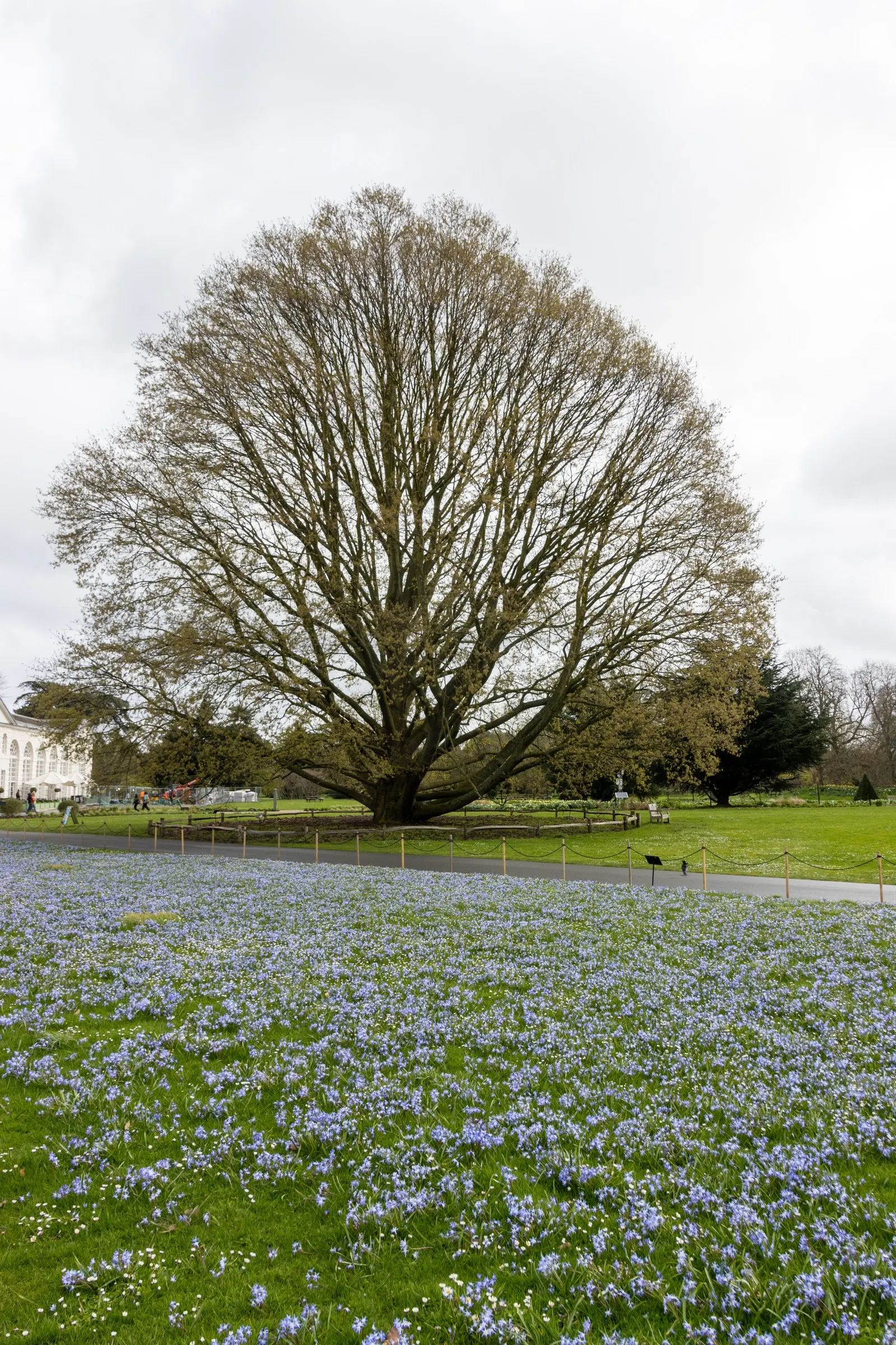 Glory Of The Snow (Chionodoxa Forbesii) — blue flowers in the garden; it's a low-maintenance bulb that multiplies readily