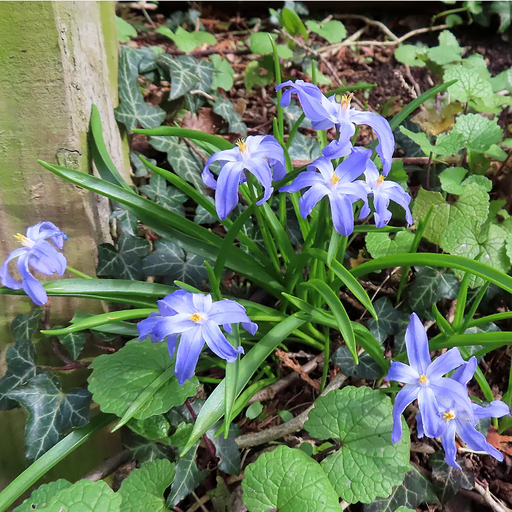 Glory Of The Snow (Chionodoxa Forbesii) — reaching heights of 4-6 inches; not only are these charmers low maintenance
