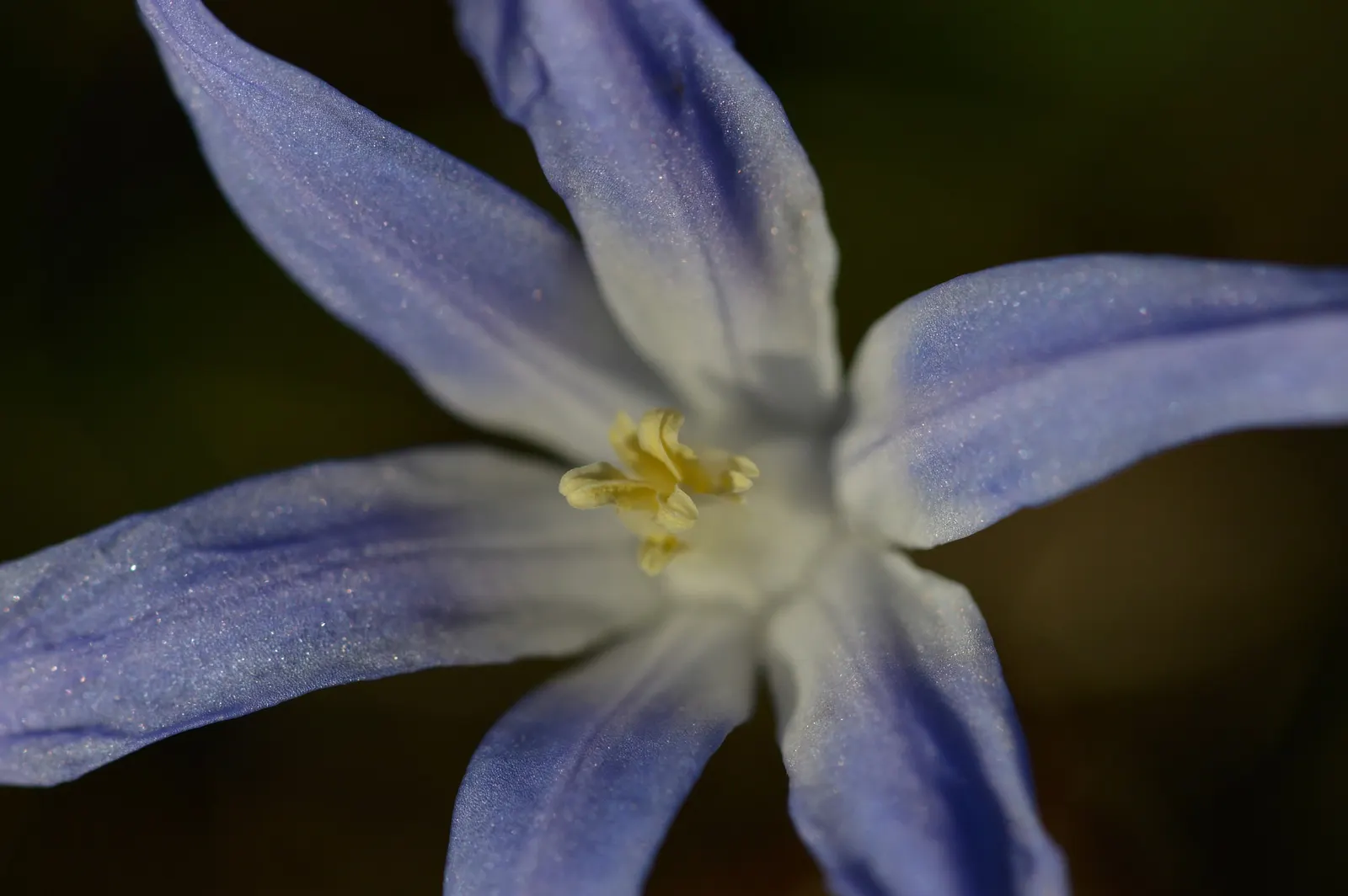 Glory Of The Snow (Chionodoxa Forbesii) — star-shaped flowers with a striking central white eye; thrives in well-drained soil with moderate moisture, image 124