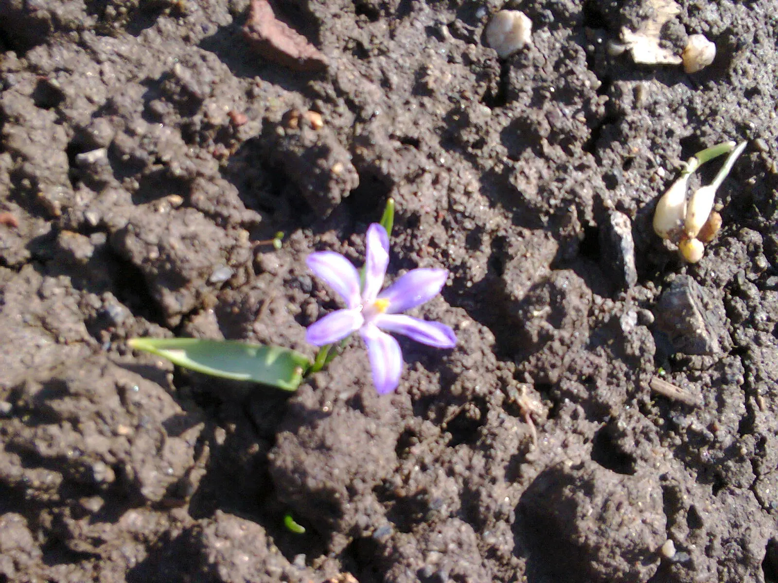 Glory Of The Snow (Chionodoxa Forbesii) — reaching heights of 4-6 inches; not only are these charmers low maintenance, image 72