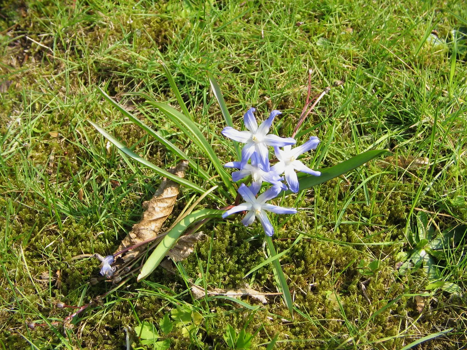 Glory Of The Snow (Chionodoxa Forbesii) — bulb with blue blooms; providing a dense carpet of color.<br><br>This low-maintenance species