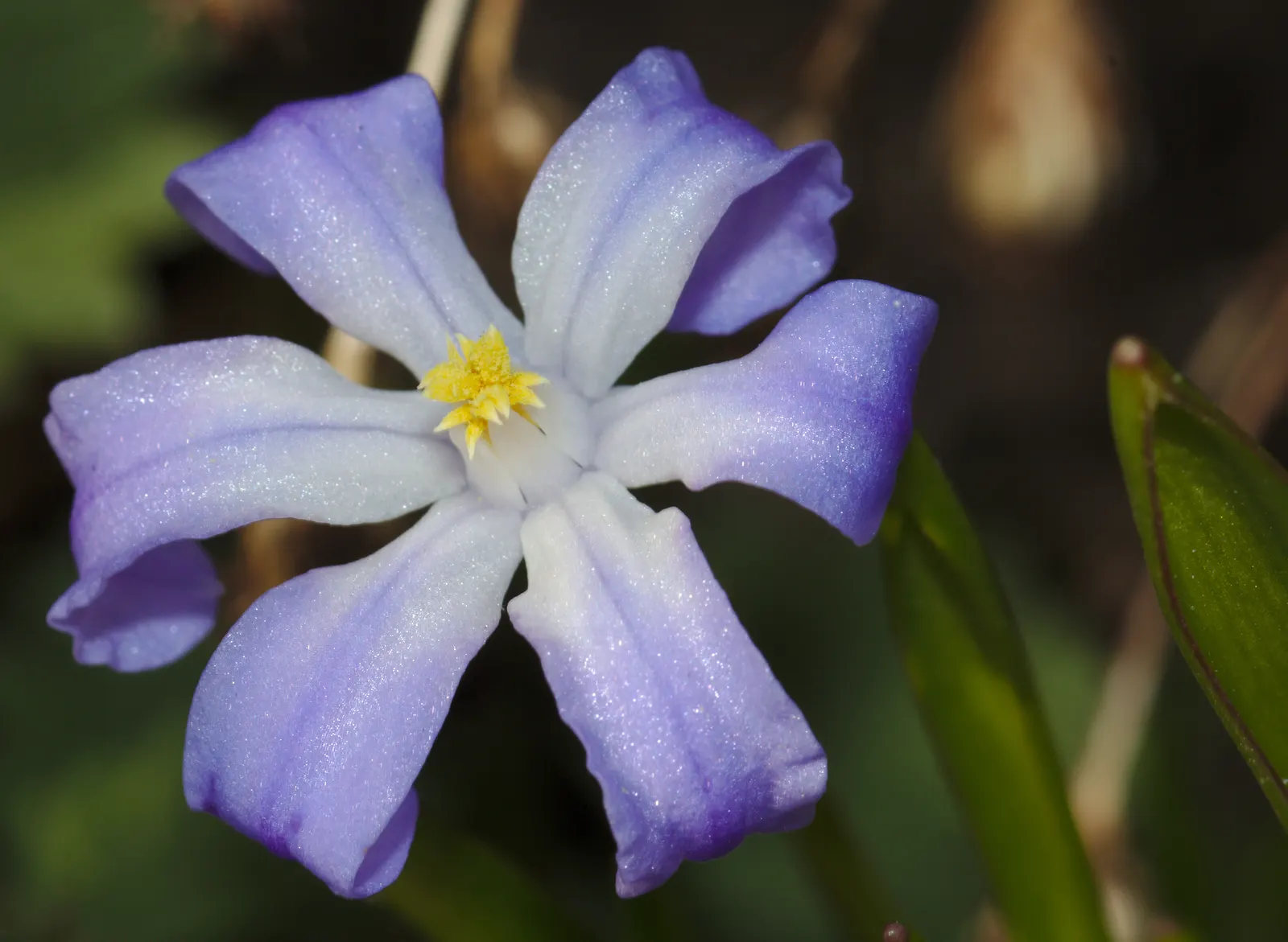 Glory Of The Snow (Chionodoxa Forbesii) — The flowers typically appear in shades of vivid blue, but can also be found in hues of pink or white; blue flowers in