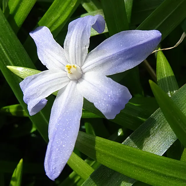 Glory Of The Snow (Chionodoxa Forbesii) — providing a dense carpet of color.<br><br>This low-maintenance species