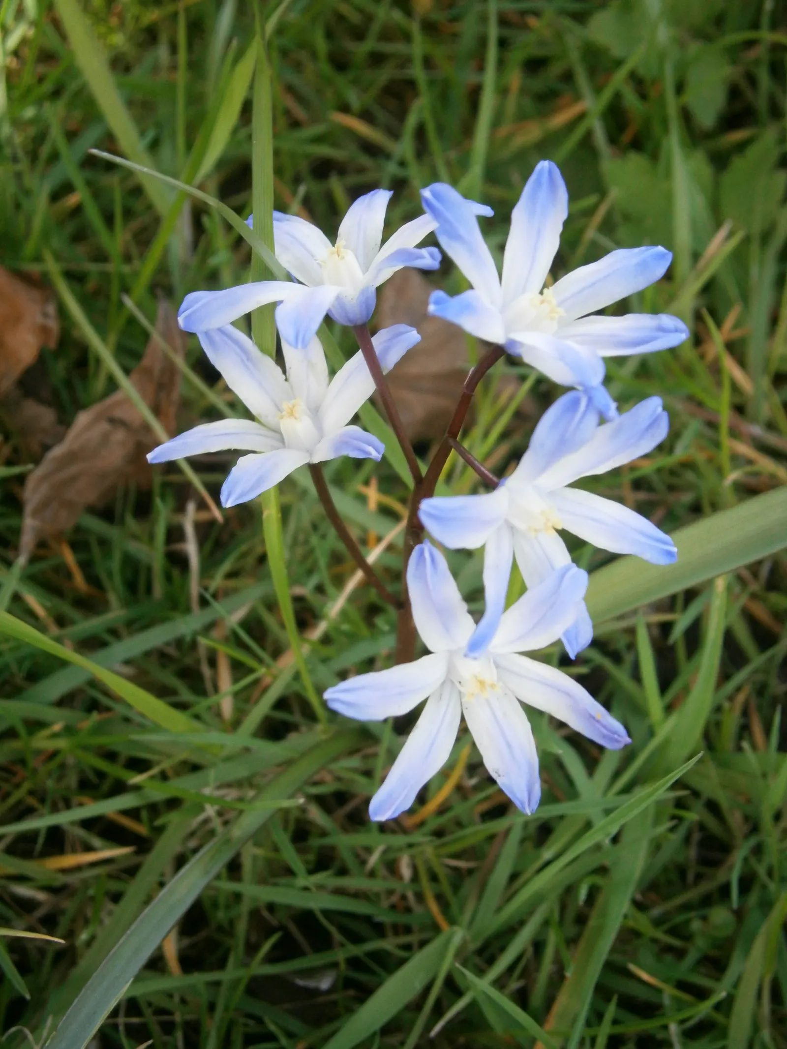 Glory Of The Snow (Chionodoxa Forbesii) — making it well-suited for rock gardens; or planted en masse for a dramatic effect