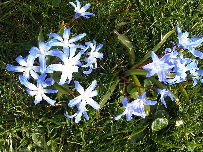 Glory Of The Snow (Chionodoxa Forbesii) — it's a low-maintenance bulb that multiplies readily; making it well-suited for rock gardens, image 121