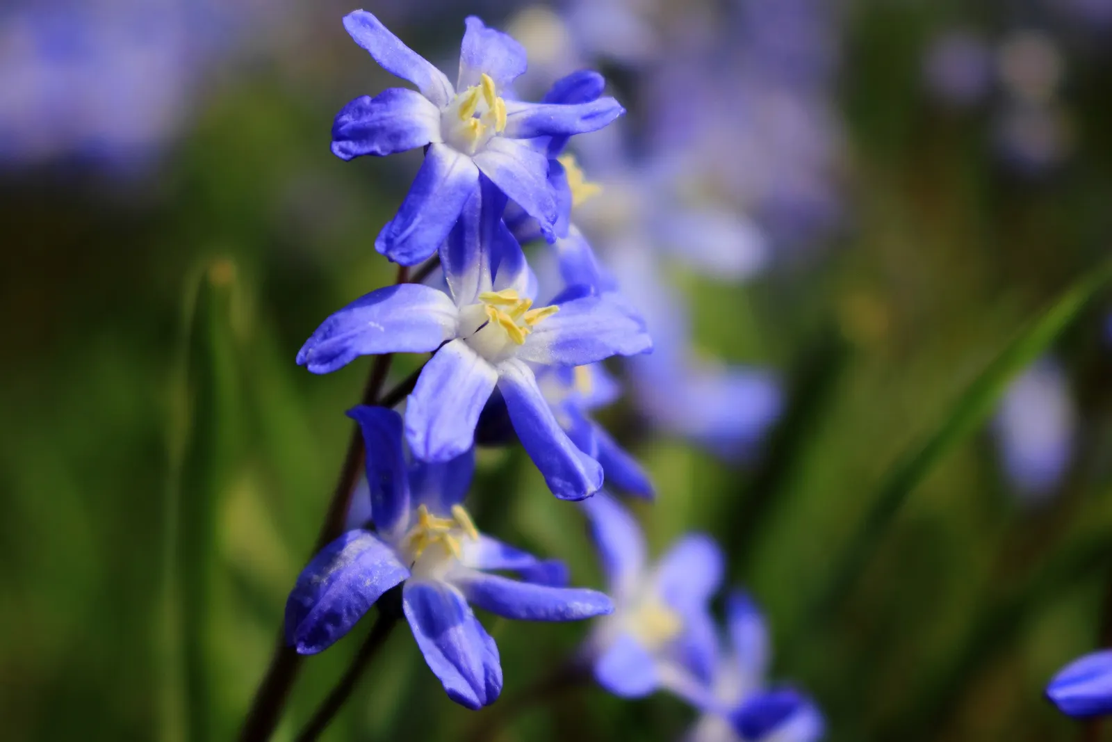 Glory Of The Snow (Chionodoxa Forbesii) — Not only are these charmers low maintenance; often one of the first to emerge