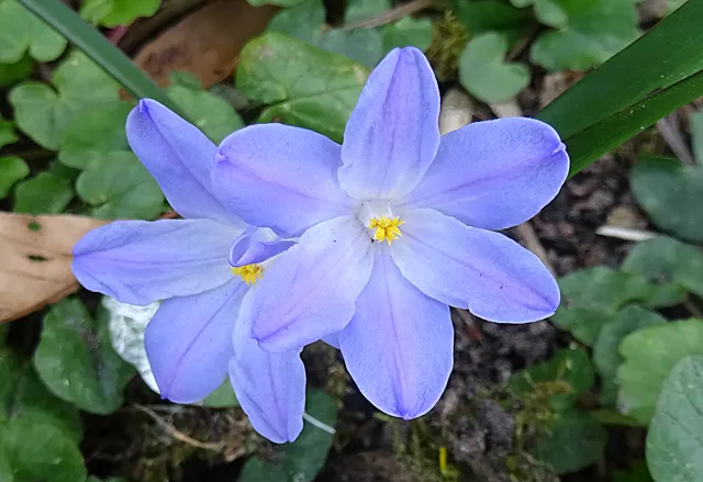 Glory Of The Snow (Chionodoxa Forbesii) — star-shaped flowers with white centers; each bulb sends up multiple flower stalks, image 71