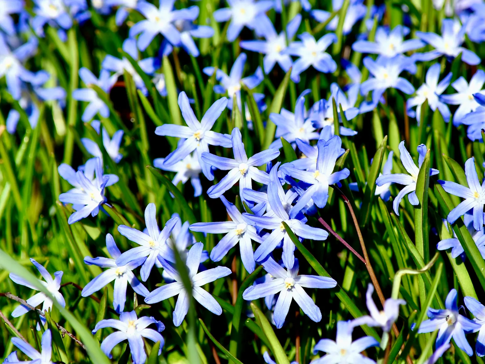 Glory Of The Snow (Chionodoxa Forbesii) — Each bulb sends up multiple flower stalks; ideal for naturalizing in lawns or woodland gardens, image 80