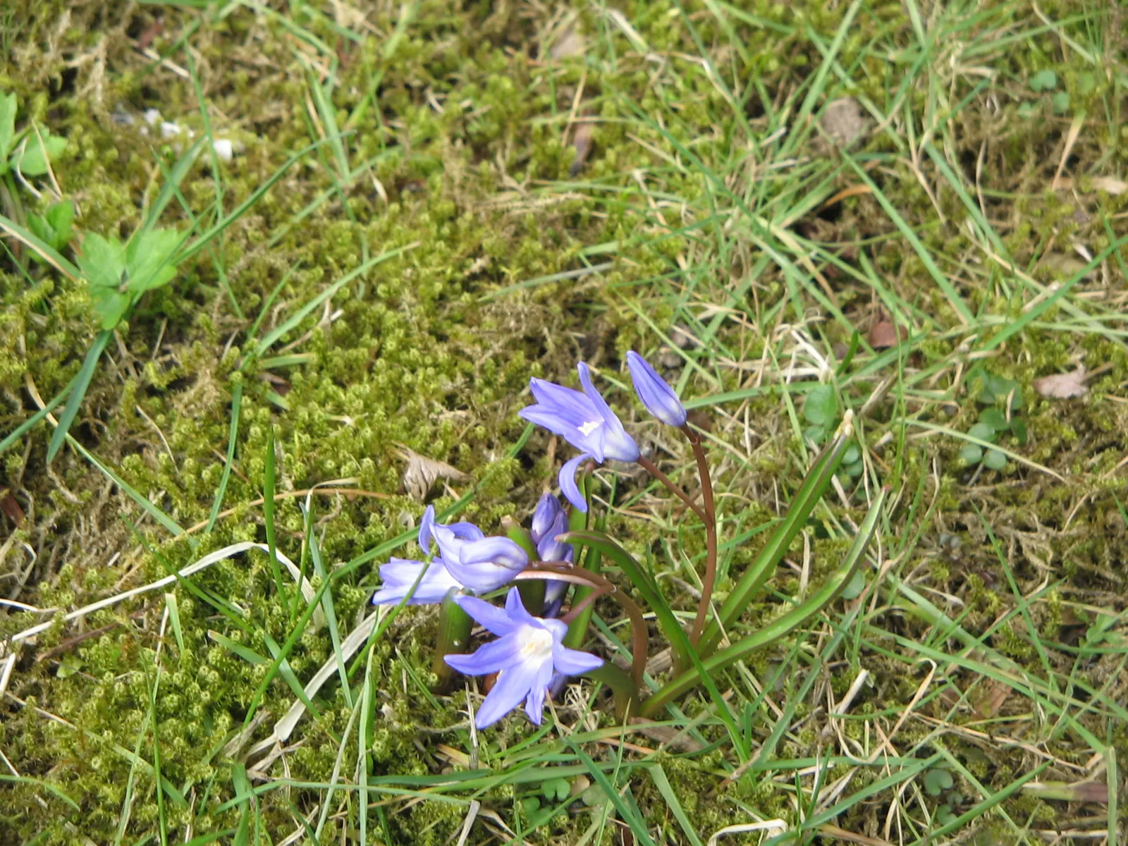 Glory Of The Snow (Chionodoxa Forbesii) — providing a dense carpet of color.<br><br>This low-maintenance species; but they are also resistant to deer and other