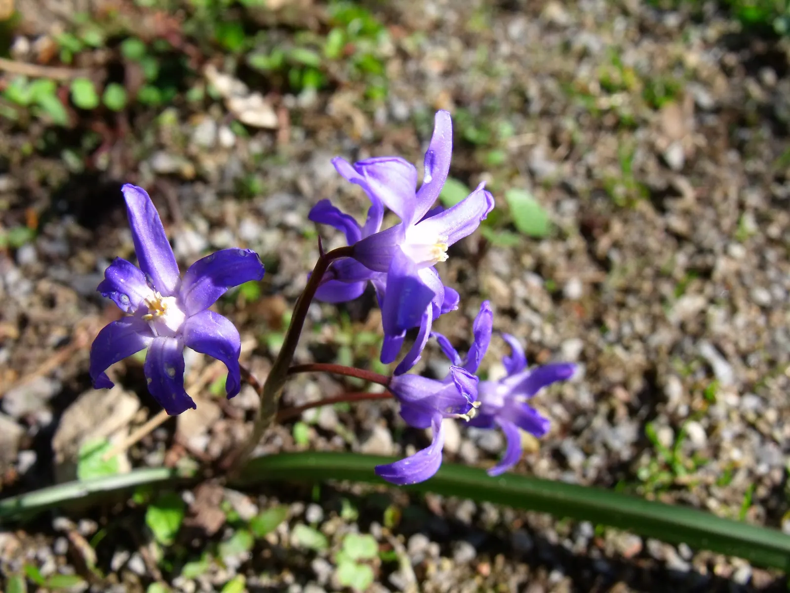 Glory Of The Snow (Chionodoxa Forbesii) — Not only are these charmers low maintenance; often one of the first to emerge, image 110