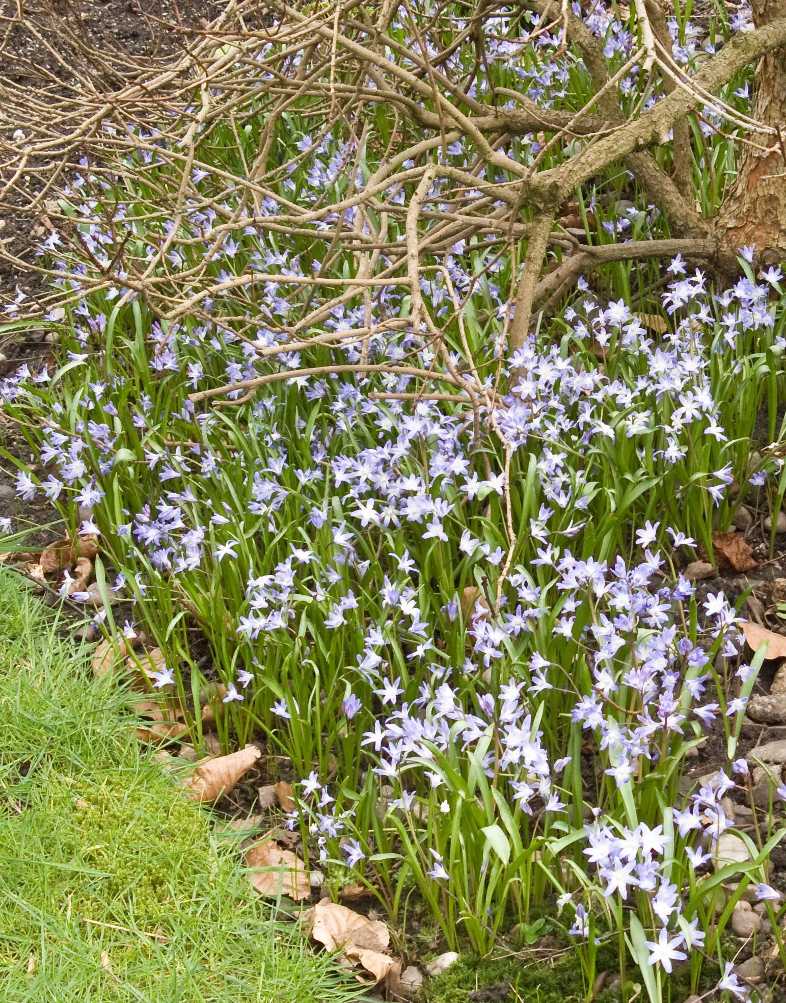 Glory Of The Snow (Chionodoxa Forbesii) — blue flowers in the garden; it's a low-maintenance bulb that multiplies readily, image 67