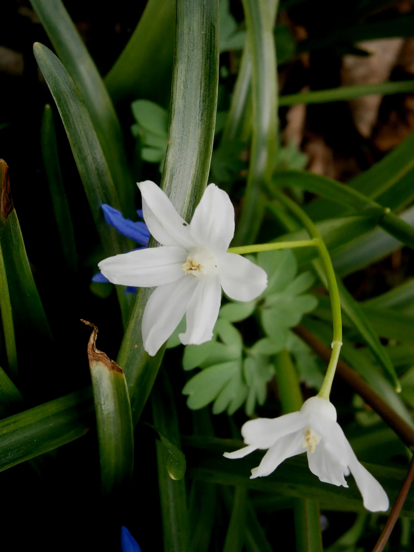 Glory Of The Snow (Chionodoxa Forbesii) — providing a dazzling display when planted in clusters; bulb for full or half, image 99