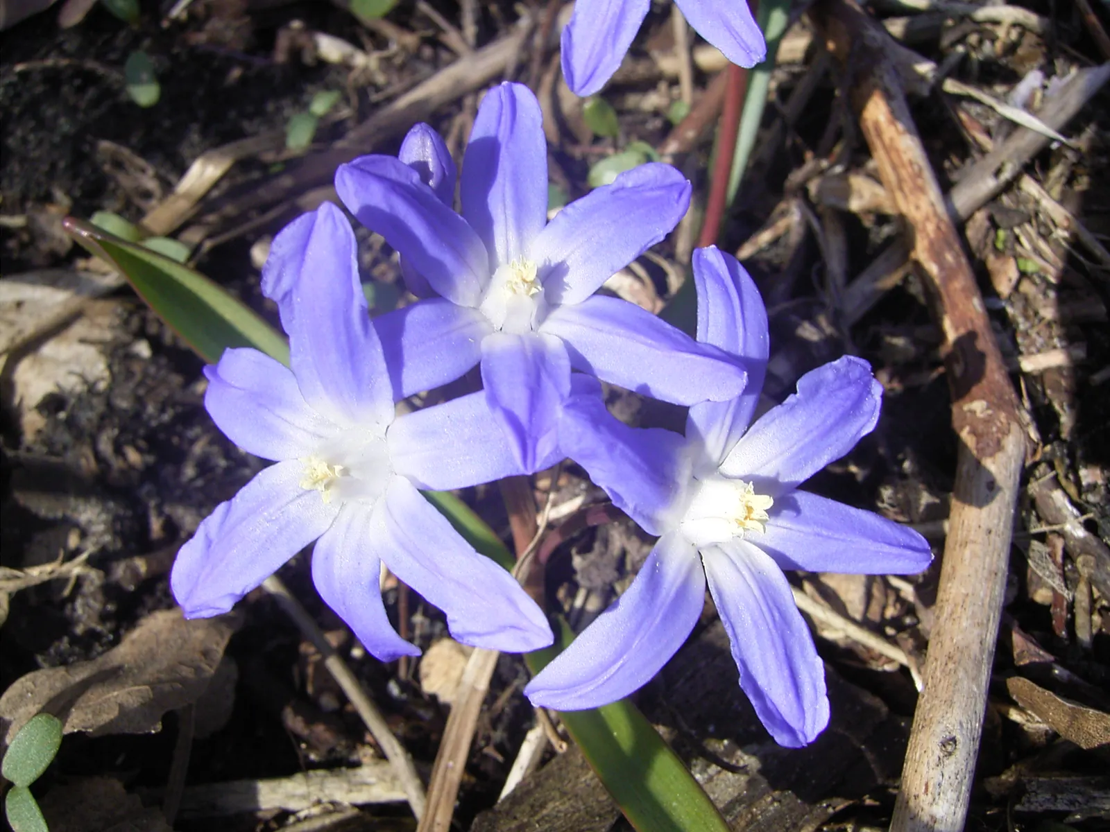 Glory Of The Snow (Chionodoxa Forbesii) — which makes them a hassle-free choice for many gardeners