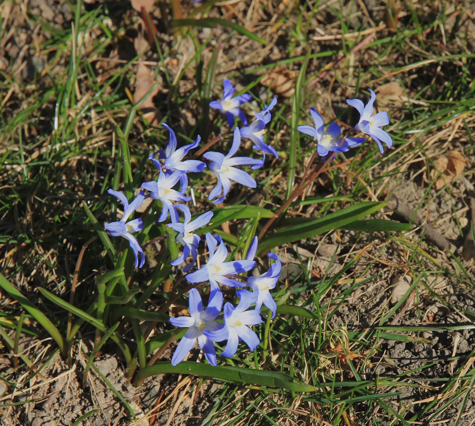 Glory Of The Snow (Chionodoxa Forbesii) — providing a dense carpet of color.<br><br>This low-maintenance species; but they are also resistant to, image 82