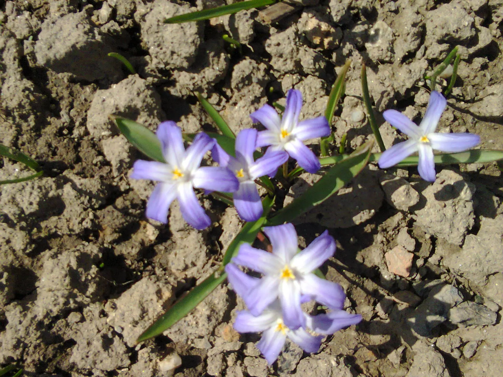 Glory Of The Snow (Chionodoxa Forbesii) — bulb for full or half; which makes them a hassle-free choice for many gardeners, image 69