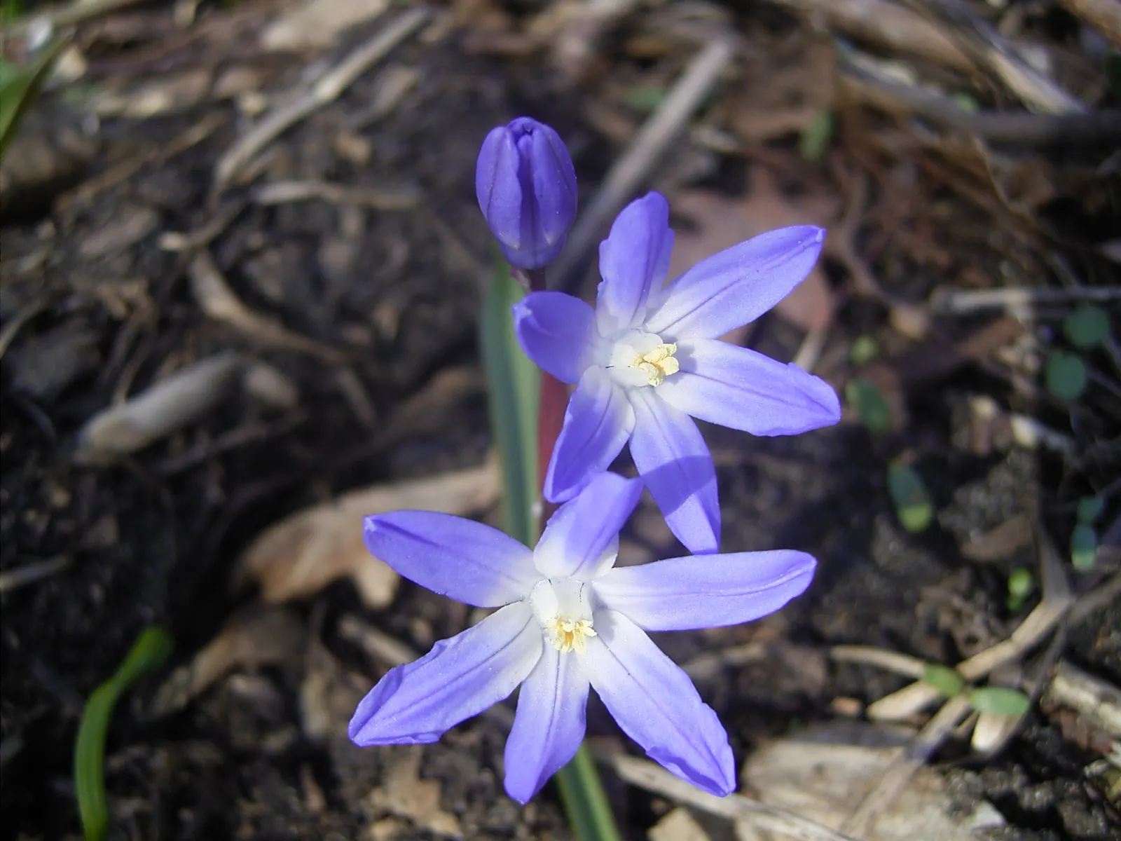 Glory Of The Snow (Chionodoxa Forbesii) — Not only are these charmers low maintenance; often one of the first to emerge, image 87