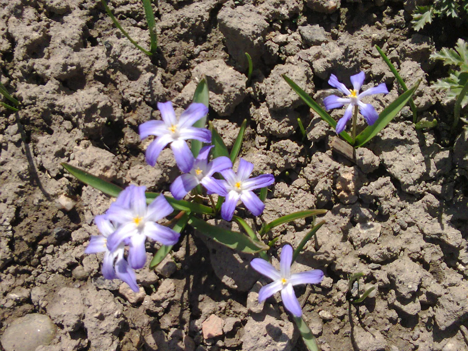 Glory Of The Snow (Chionodoxa Forbesii) — Chionodoxa forbesii prefers full sun to partial shade