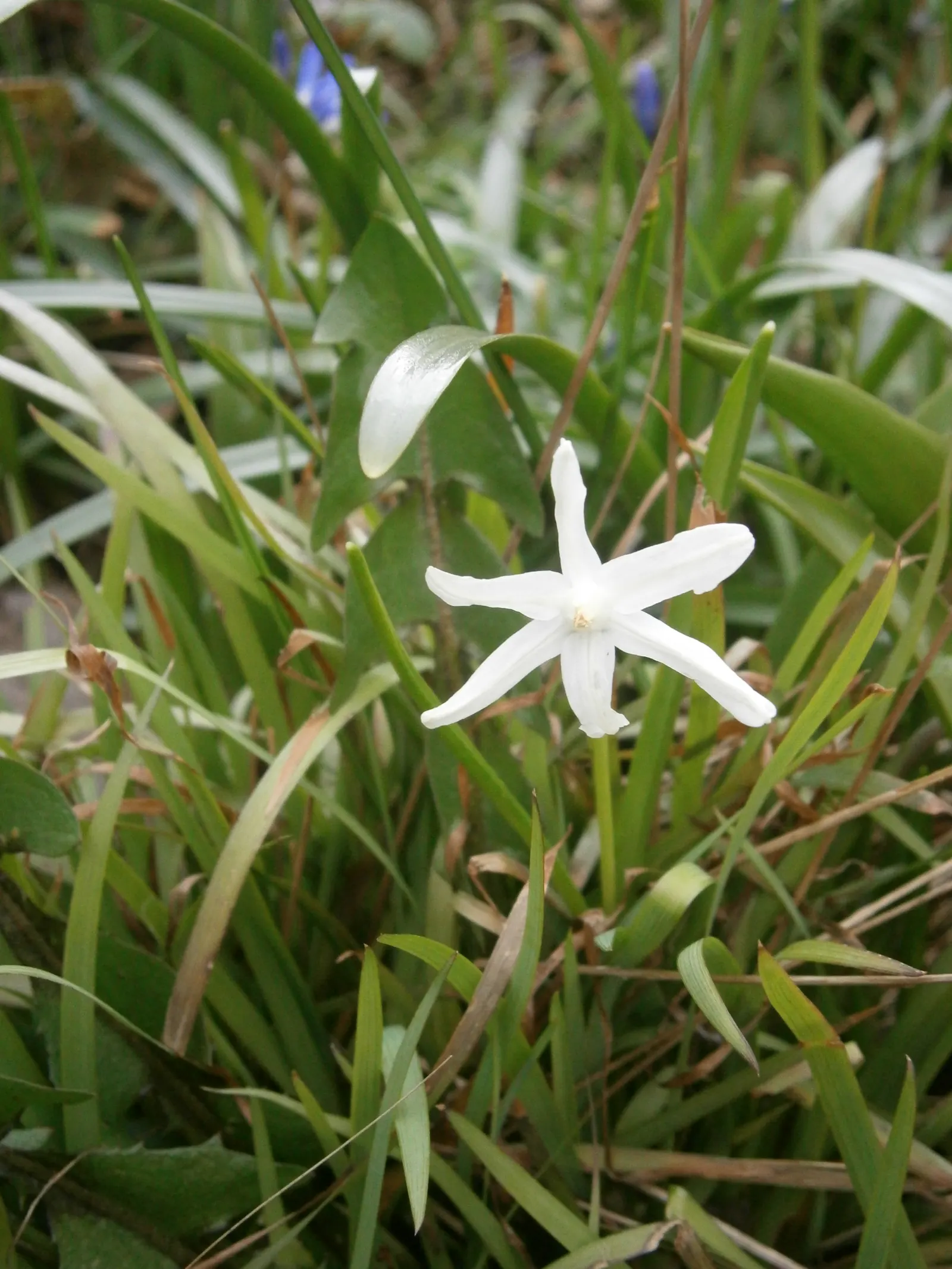 Glory Of The Snow (Chionodoxa Forbesii) — making it well-suited for rock gardens; or planted en masse for a dramatic effect, image 131