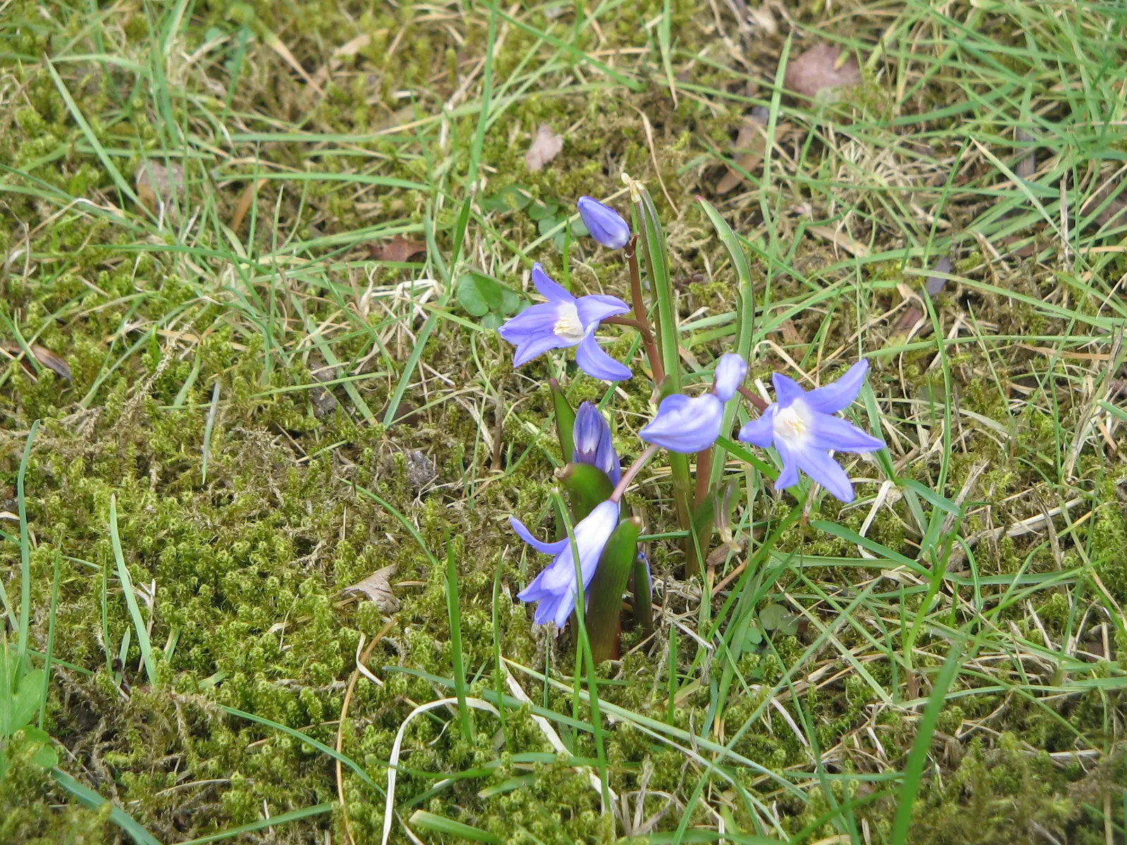 Glory Of The Snow (Chionodoxa Forbesii) — Thriving in USDA zones 3-8, it prefers well-drained soil and full to partial sun exposure; star-shaped, image 119
