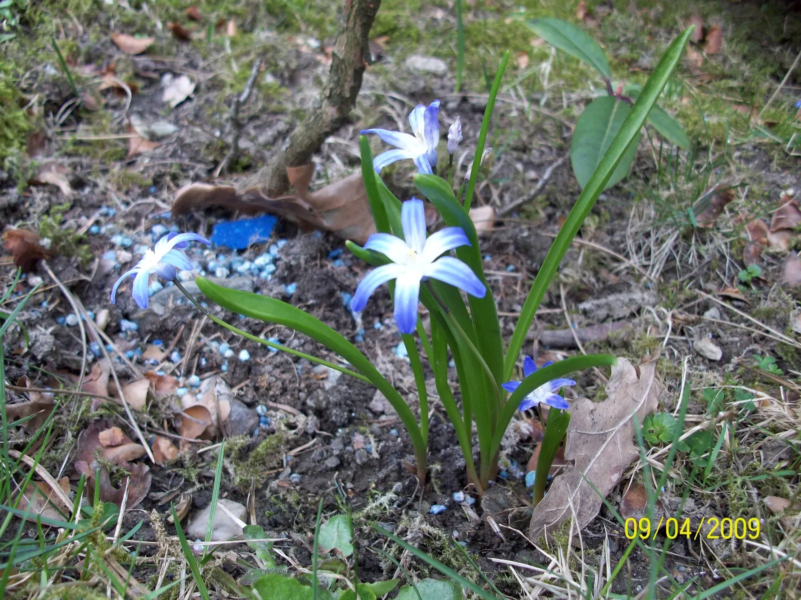 Glory Of The Snow (Chionodoxa Forbesii) — it's a low-maintenance bulb that multiplies readily; making it well-suited for rock gardens