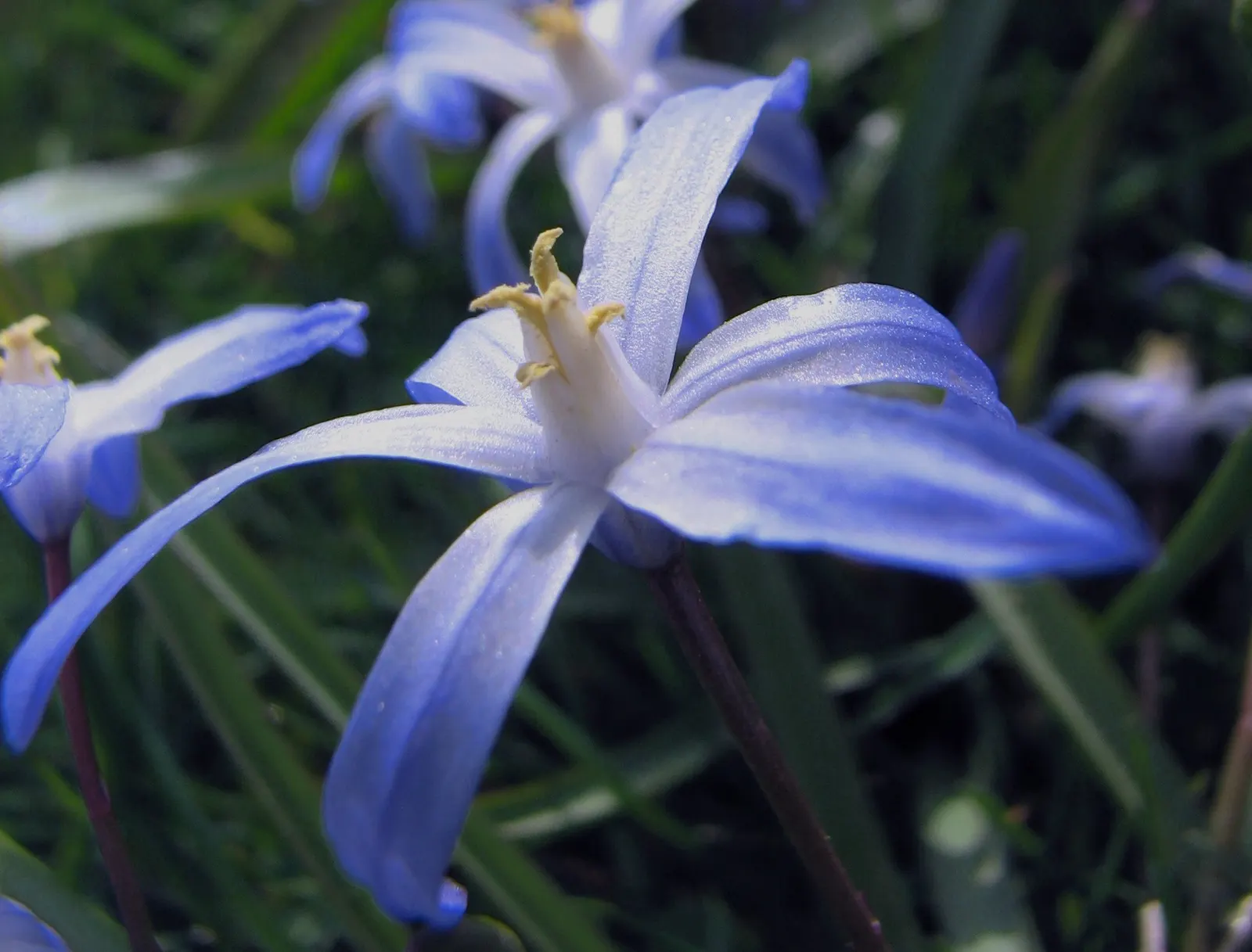 Glory Of The Snow (Chionodoxa Forbesii) — star-shaped flowers with a striking central white eye