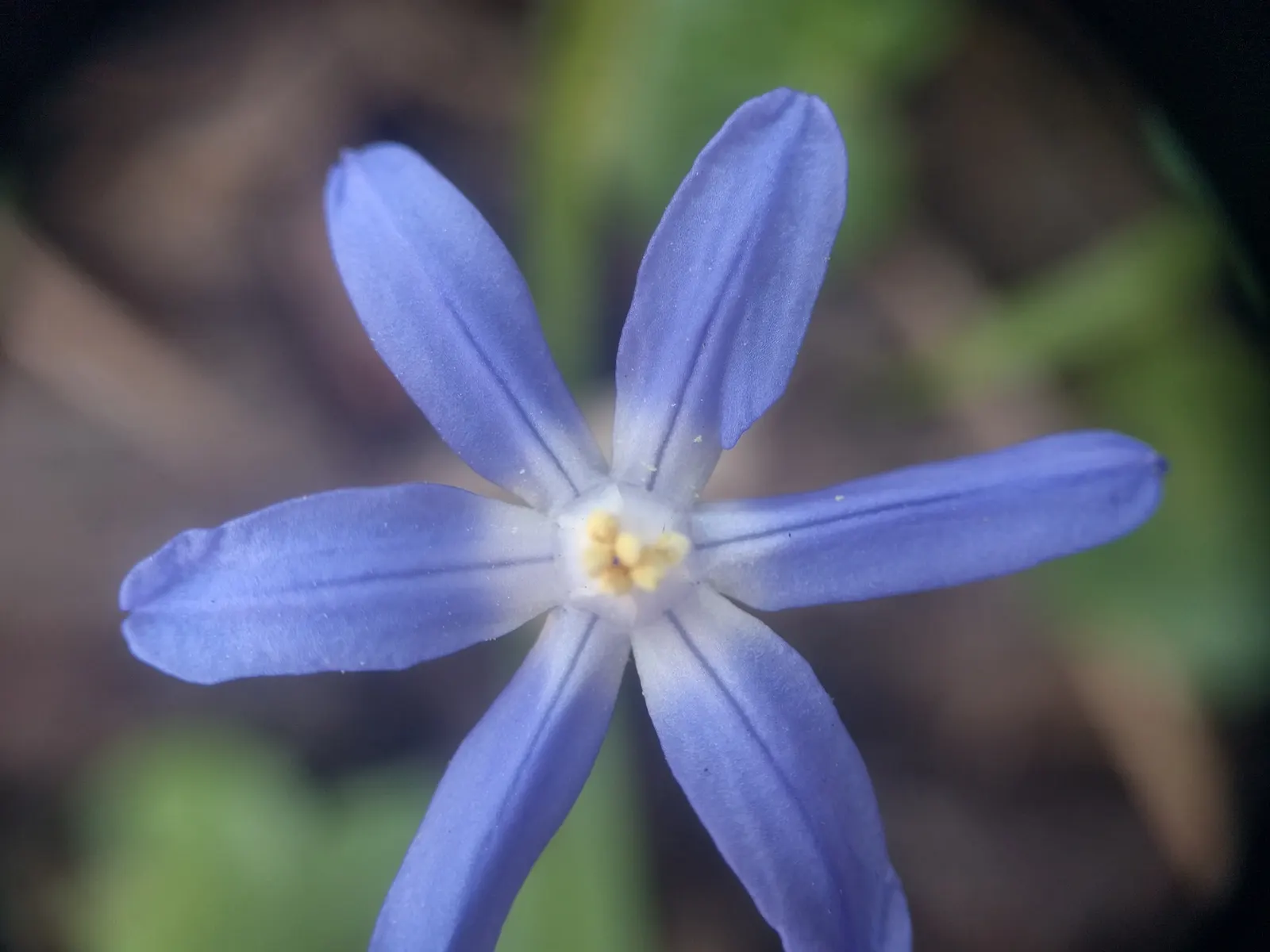 Glory Of The Snow (Chionodoxa Forbesii) — Chionodoxa forbesii prefers full sun to partial shade; the flowers typically appear in shades of vivid, image 107