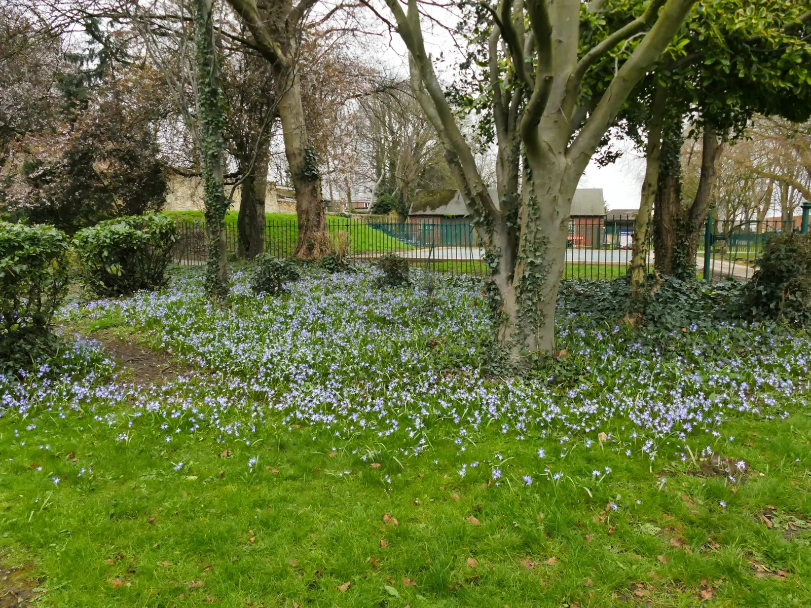 Glory Of The Snow (Chionodoxa Forbesii) — bulb for full or half; which makes them a hassle-free choice for many gardeners