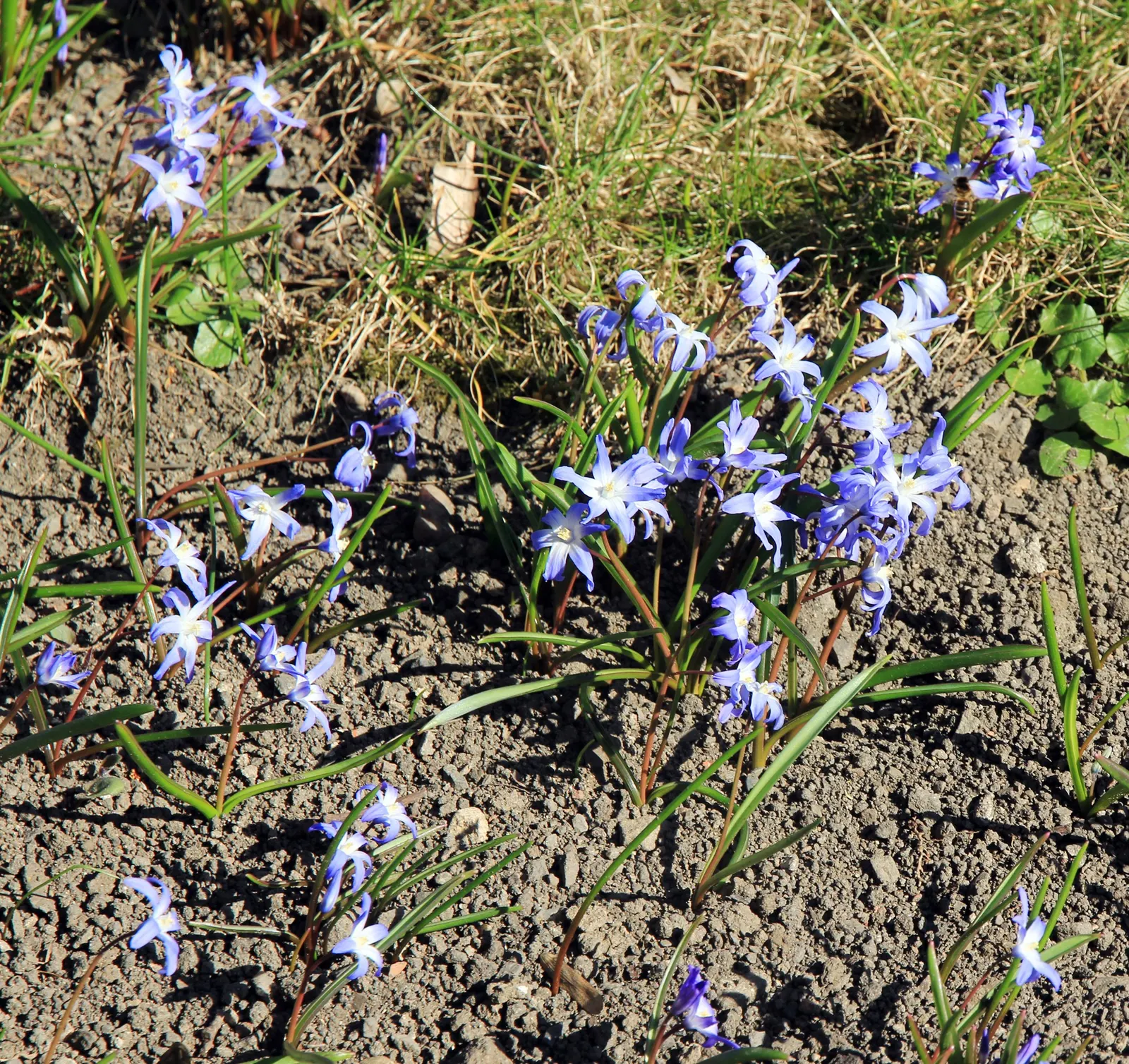 Glory Of The Snow (Chionodoxa Forbesii) — but they are also resistant to deer and other wildlife; chionodoxa forbesii prefers full sun to partial, image 88