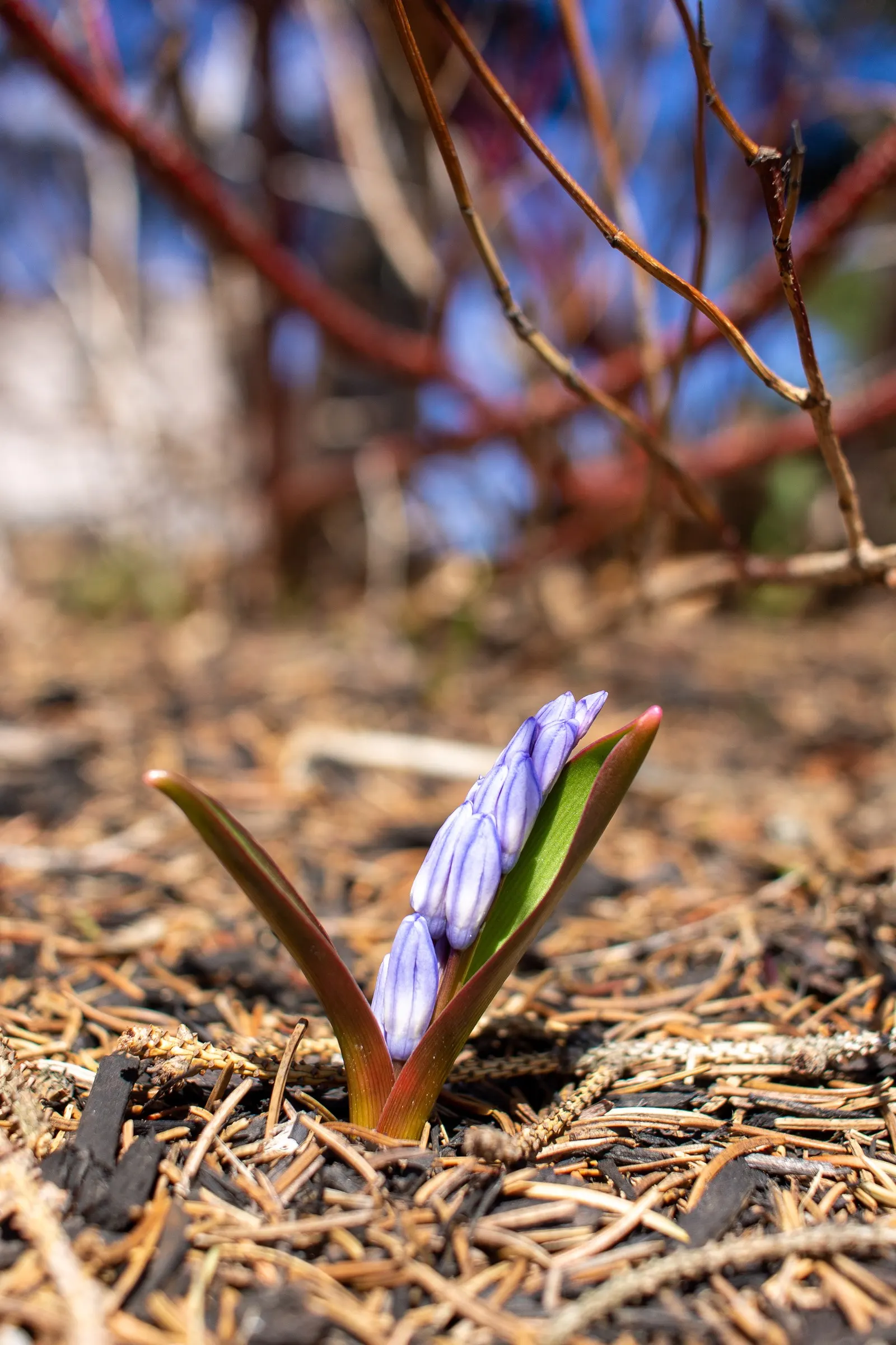 Glory Of The Snow (Chionodoxa Forbesii) — Often one of the first to emerge; providing a dazzling display when planted in clusters, image 123