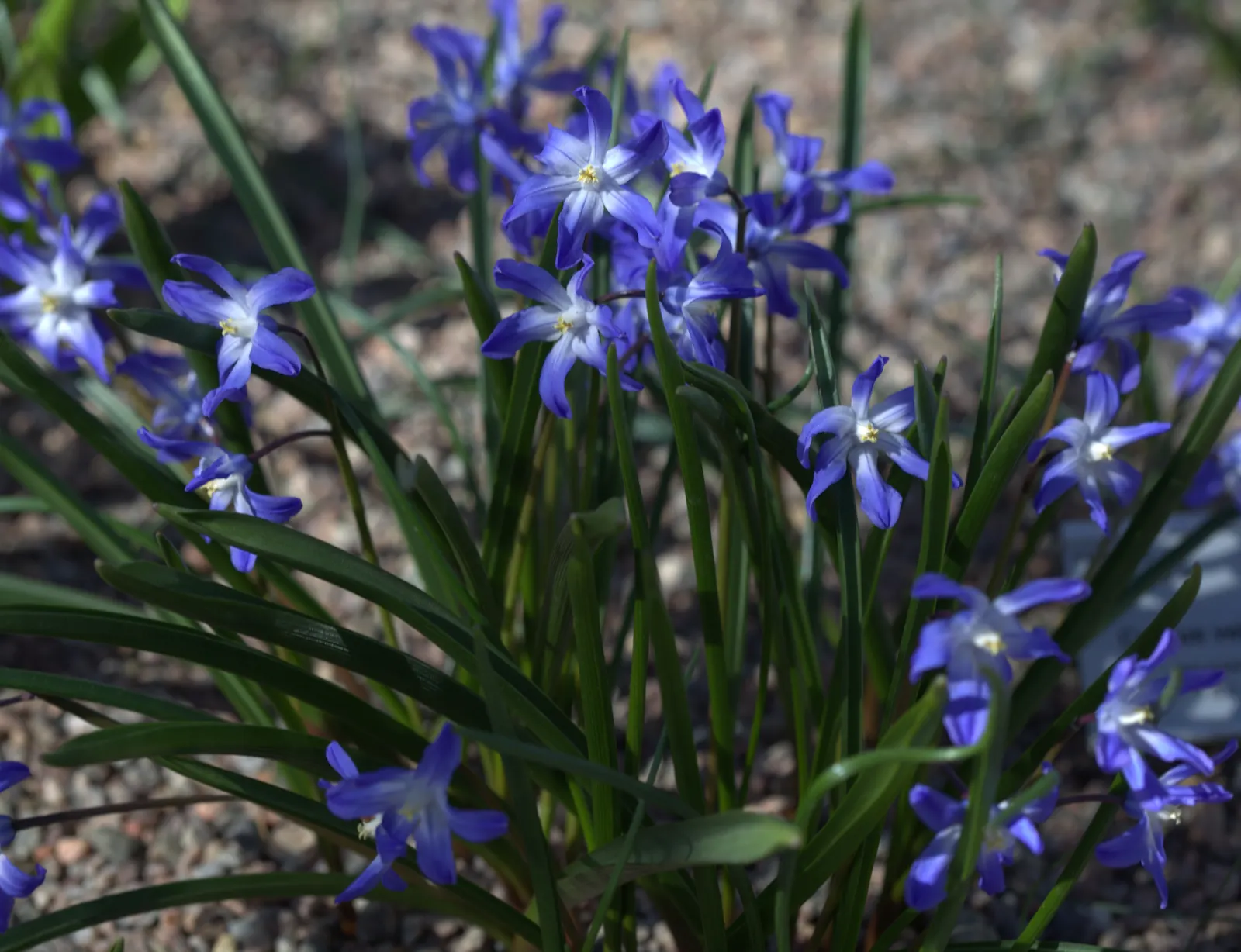Glory Of The Snow (Chionodoxa Forbesii) — it's a low-maintenance bulb that multiplies readily; making it well-suited for rock gardens, image 52
