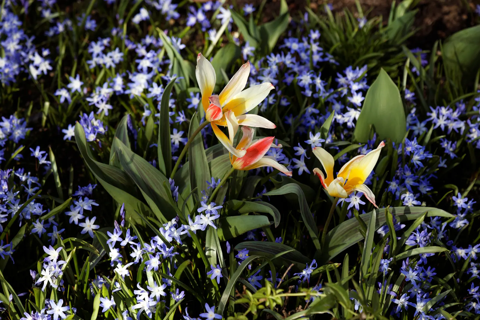 Glory Of The Snow (Chionodoxa Forbesii) — Often one of the first to emerge; providing a dazzling display when planted in clusters