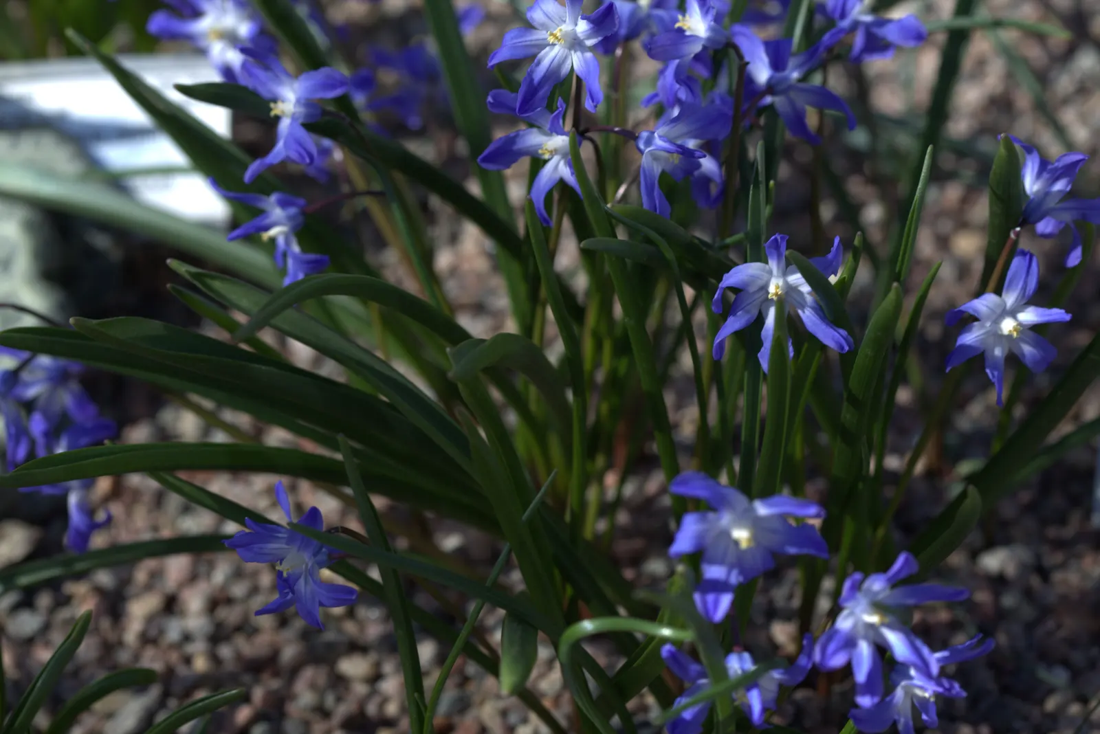 Glory Of The Snow (Chionodoxa Forbesii) — Thriving in USDA zones 3-8, it prefers well-drained soil and full to partial sun exposure