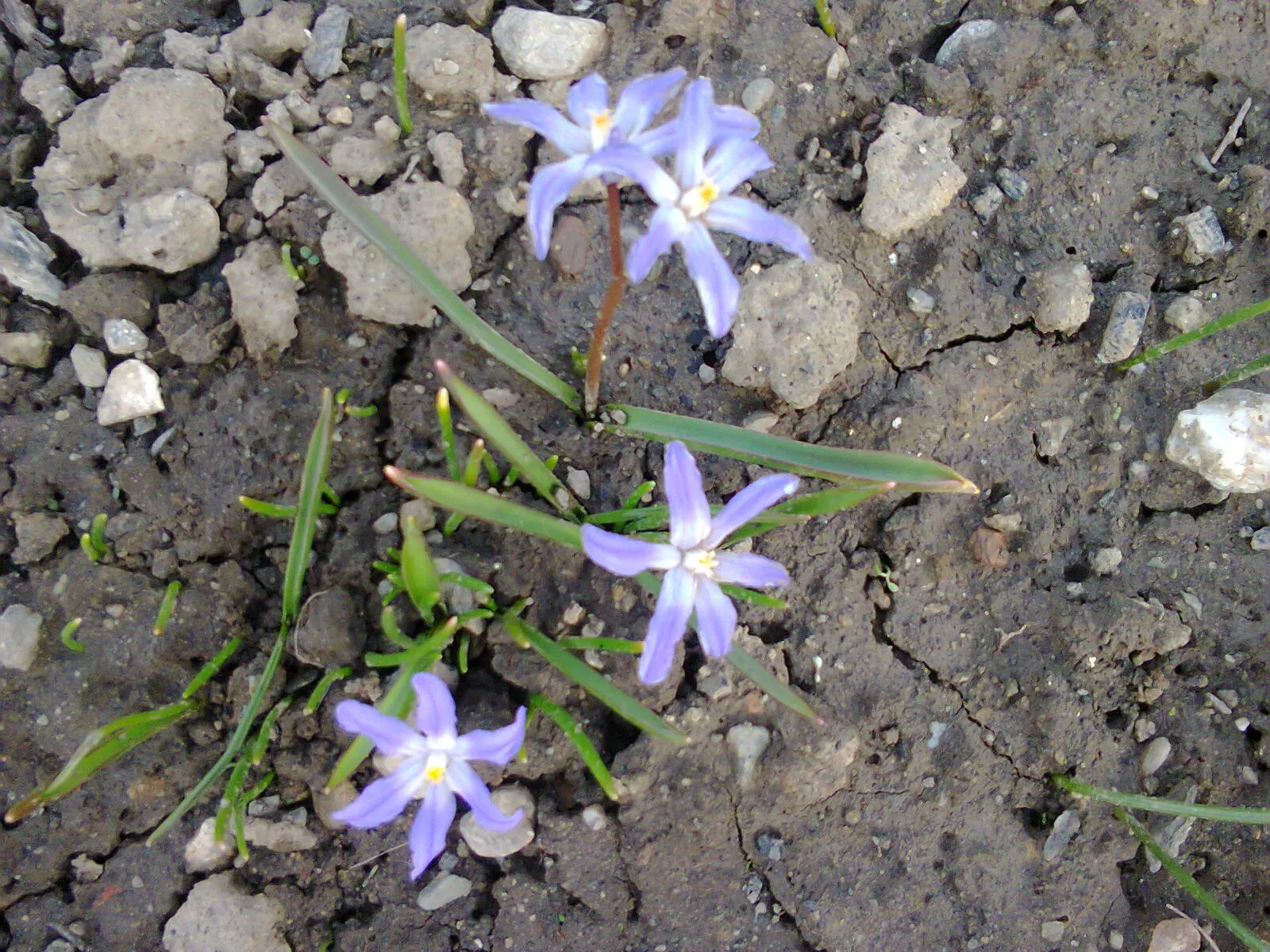 Glory Of The Snow (Chionodoxa Forbesii) — providing a dense carpet of color.<br><br>This low-maintenance species; but they are also resistant to, image 59