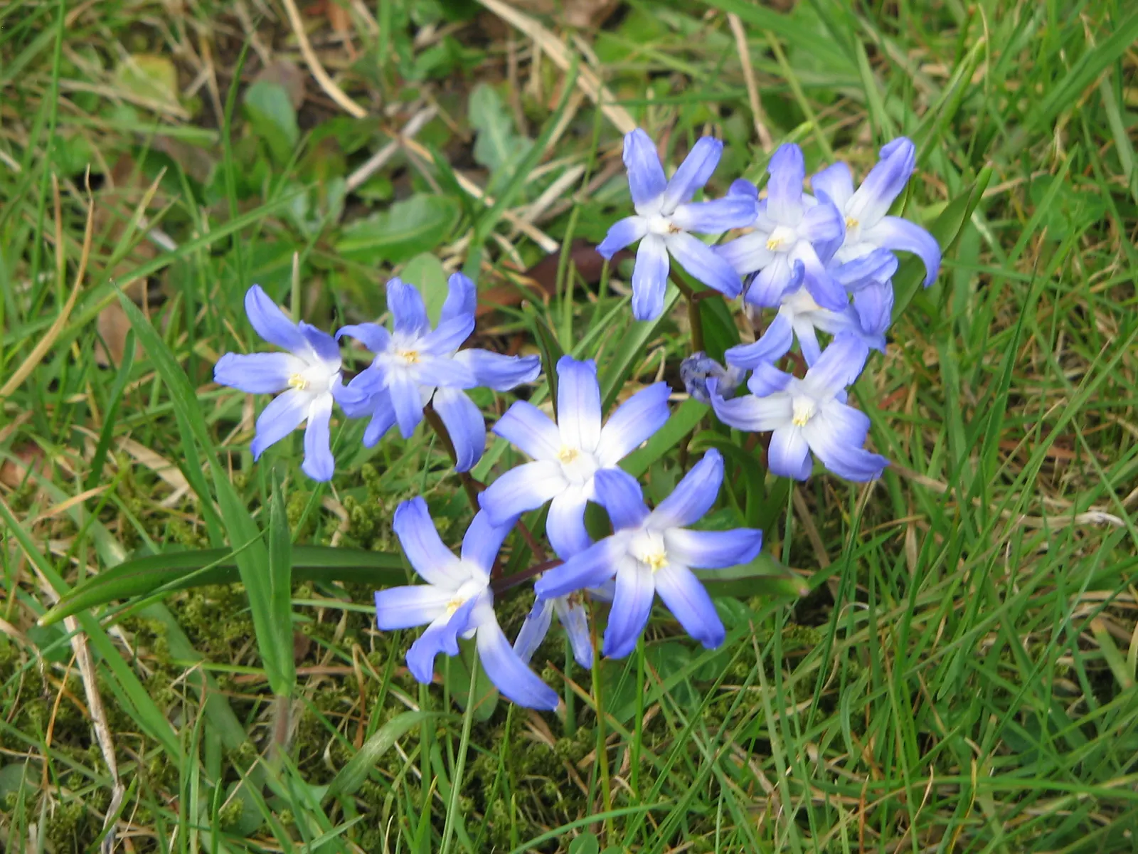 Glory Of The Snow (Chionodoxa Forbesii) — Often one of the first to emerge; providing a dazzling display when planted in clusters, image 100