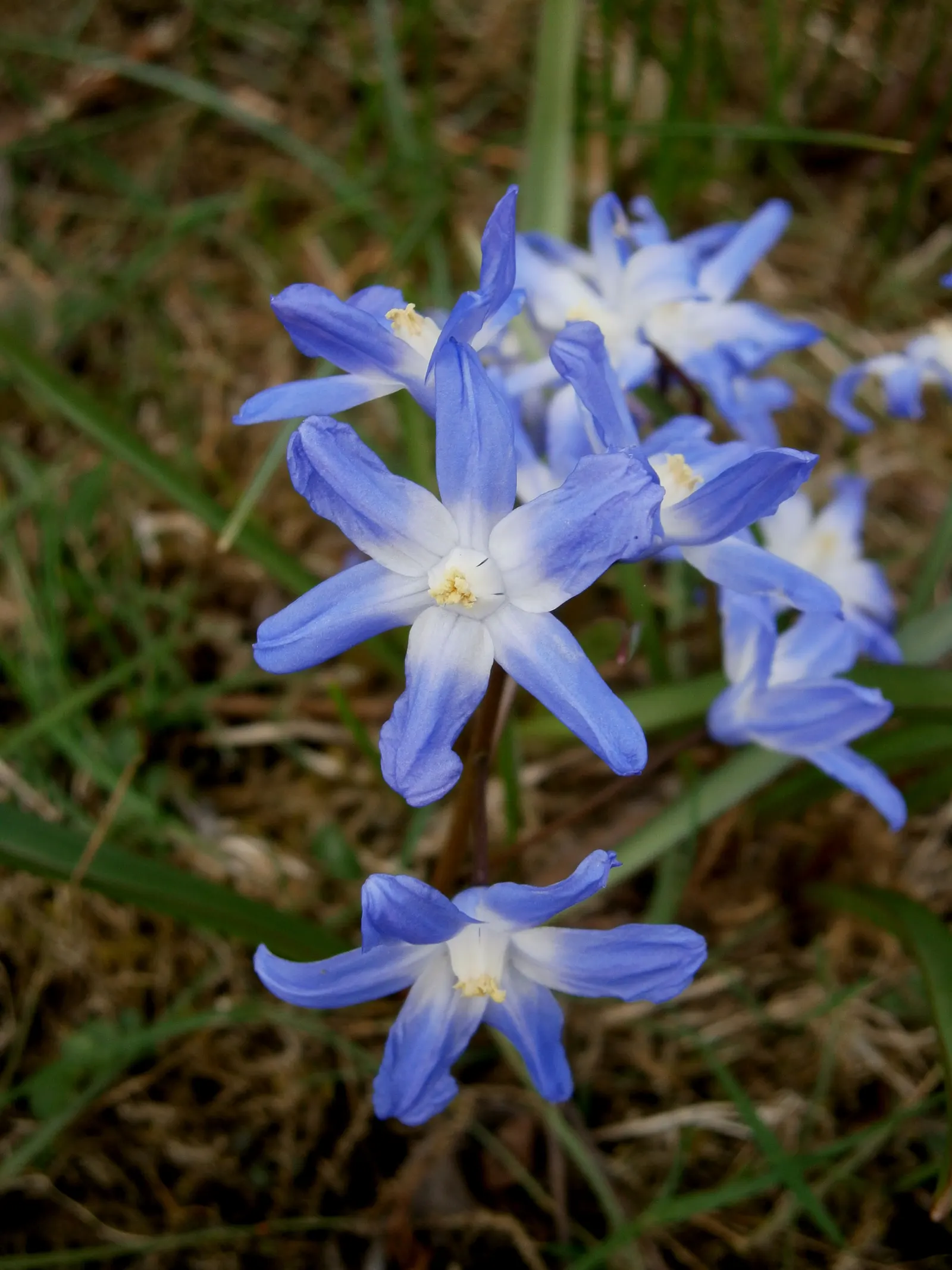 Glory Of The Snow (Chionodoxa Forbesii) — star-shaped flowers with white centers; each bulb sends up multiple flower stalks, image 117