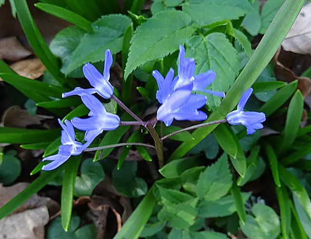 Glory Of The Snow (Chionodoxa Forbesii) — Each bulb sends up multiple flower stalks; ideal for naturalizing in lawns or woodland gardens, image 57
